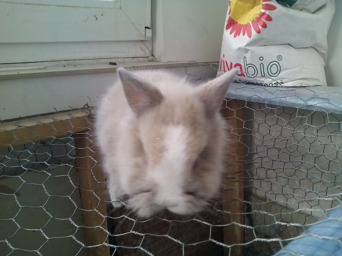 poze iepurasi cap de leu 010