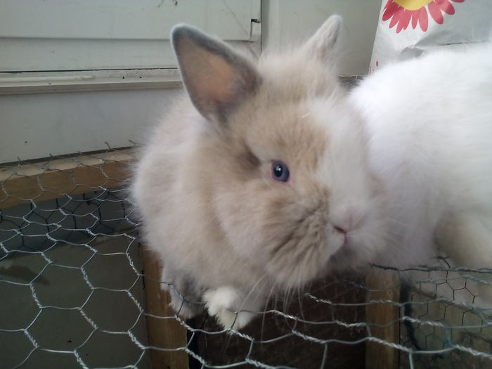 poze iepurasi cap de leu 011