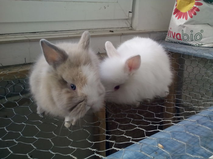 poze iepurasi cap de leu 013