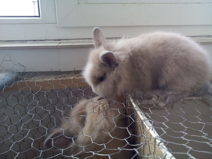 poze iepurasi cap de leu 015