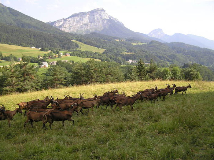 Alpine Franceze mergand la pasune