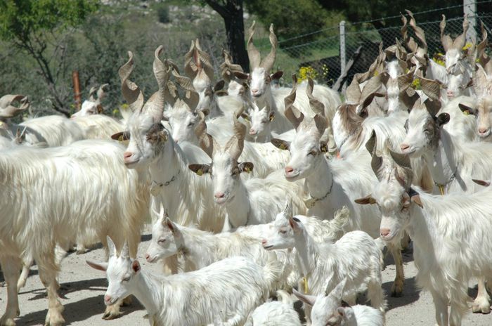 Capre Girgentana cu iezi-3