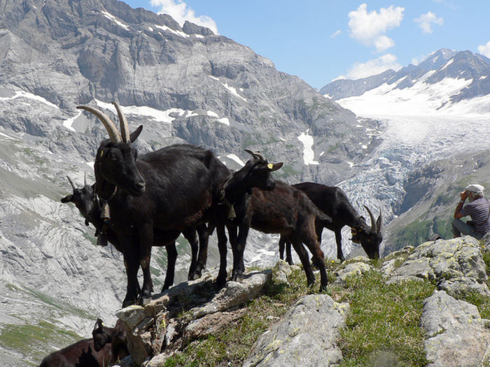 Capre Nera Verzasca in Alpi