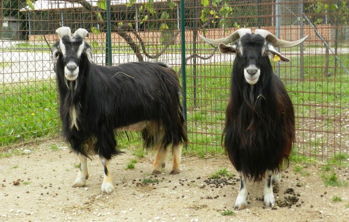 Capre Teramo din Italia