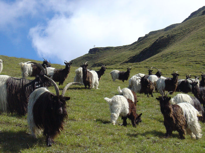 Capre Walliser pe un munte-7