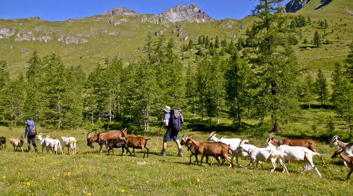 Elvetia , oameni si capre de capre