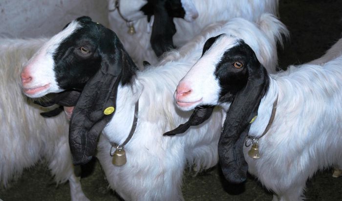 Rasa Malteza din Italia