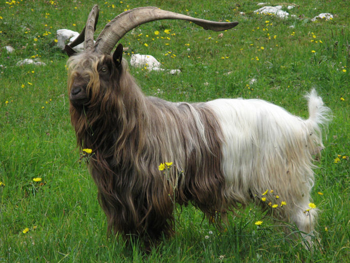 Un tap elegant si mare