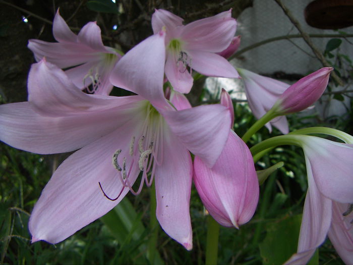 Crinum × powellii - Crinum powellii -2016