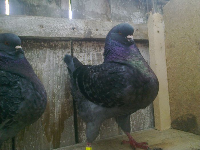 Imag 012754 - Kingi