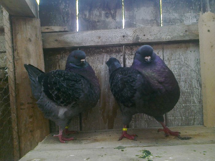 Imag 012765 - Kingi