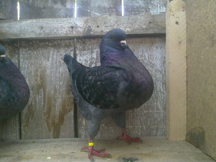Imag 012766 - Kingi