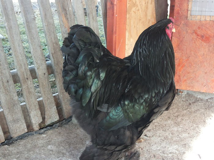 20150121_132304 - brahma negru