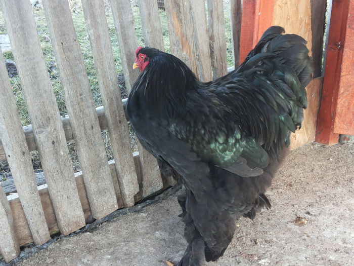 20150121_132314 - brahma negru