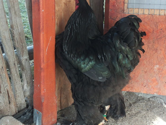 20150121_132428 - brahma negru