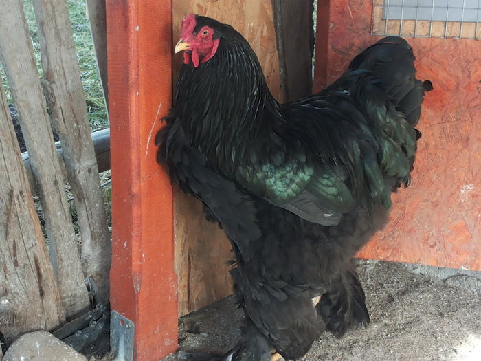20150121_132436 - brahma negru