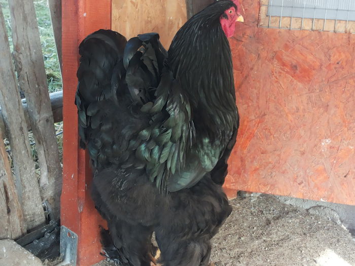 20150121_132510 - brahma negru