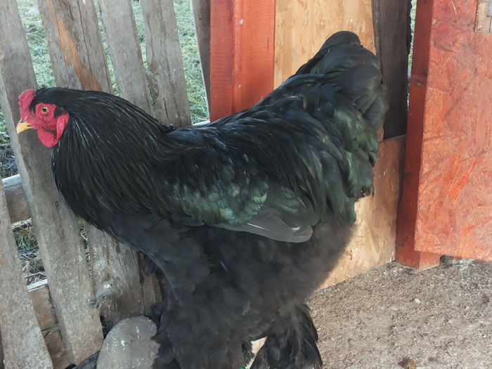20150121_132535 - brahma negru