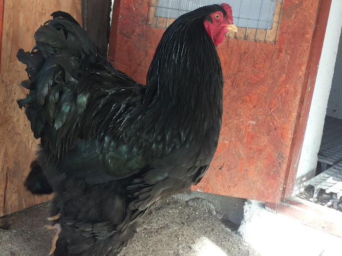 20150121_132552 - brahma negru