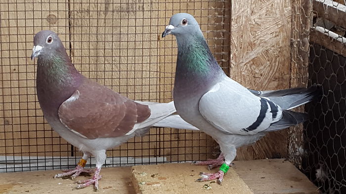 Perechea 8; Rosu zburat 515 si 565 km Corabia 2014 X Sora loc 2 AS Corabia 2013
