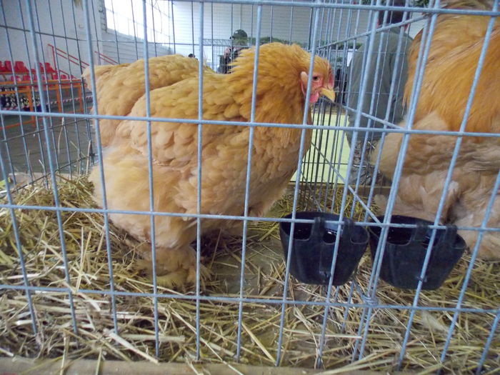 DSCN2371 - EXPO-2015-FAGARAS