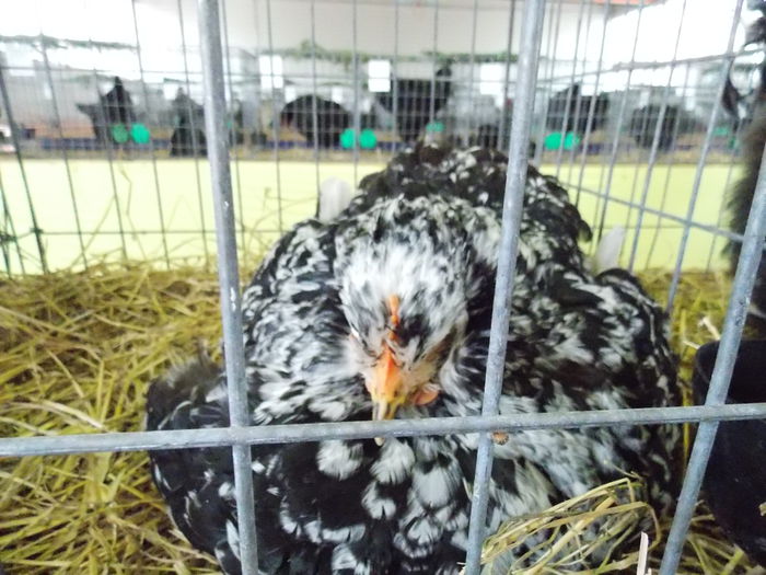 DSCN2372 - EXPO-2015-FAGARAS