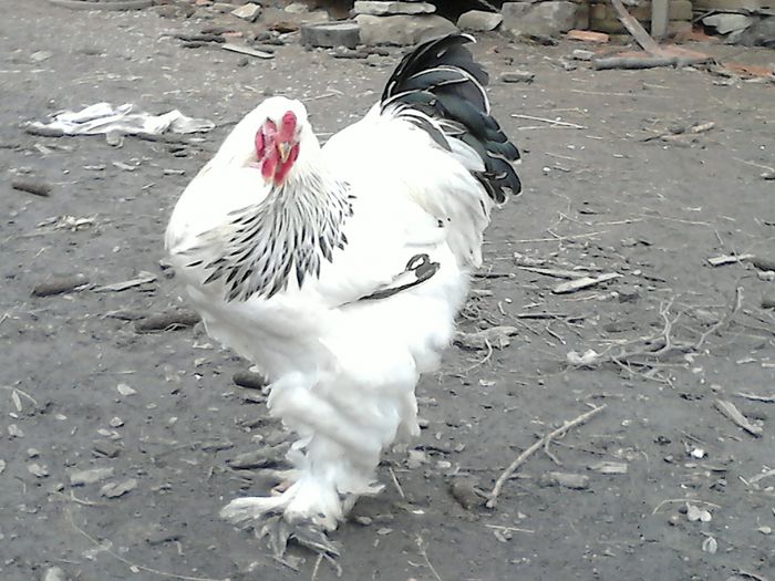 DSC_0460 - BRAHMA 2015