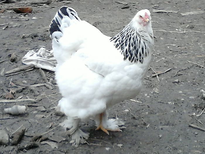 DSC_0463 - BRAHMA 2015