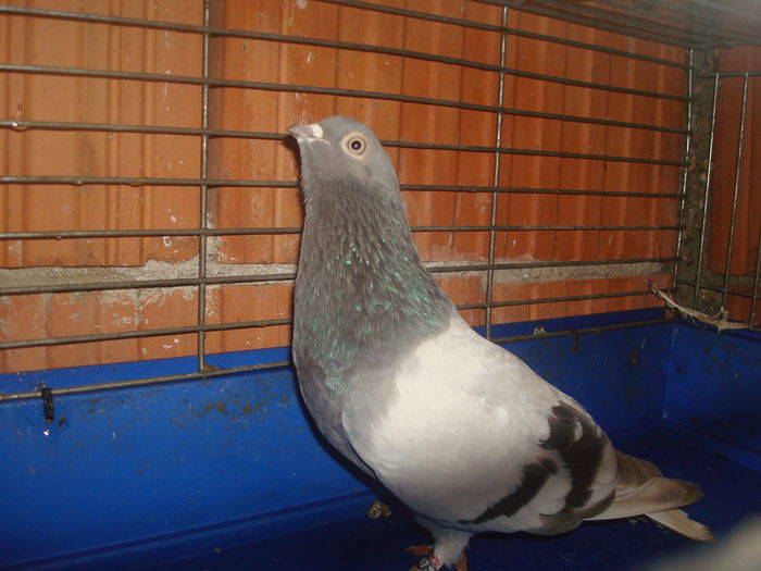 Mascul Argintiu - 09- Porumbei codalb argintiu