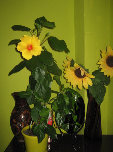 Picture My plants 2108