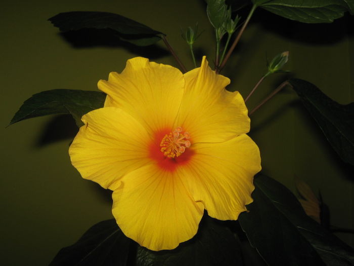 Picture My plants 2110