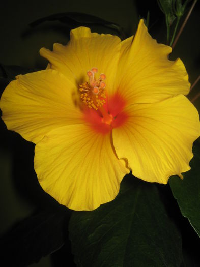 Picture My plants 2111