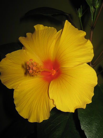 Picture My plants 2118