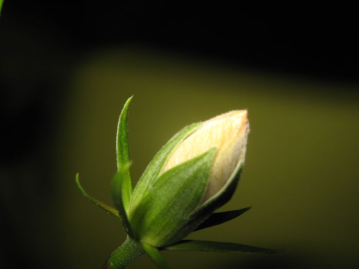 Picture My plants 2119