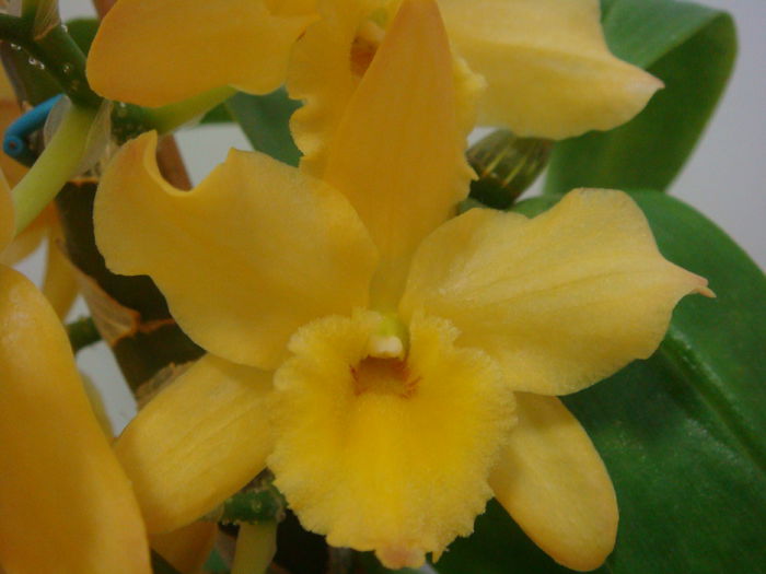 DSC07905 - Dendrobium Midas Princess