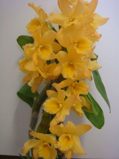 DSC07898 - Dendrobium Midas Princess