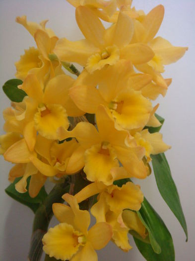 DSC07900 - Dendrobium Midas Princess