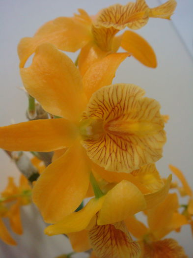 DSC07895 - Dendrobium Stardust Firebird