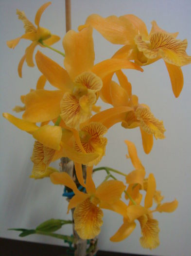 DSC07893 - Dendrobium Stardust Firebird