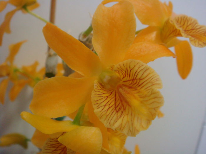 DSC07894 - Dendrobium Stardust Firebird