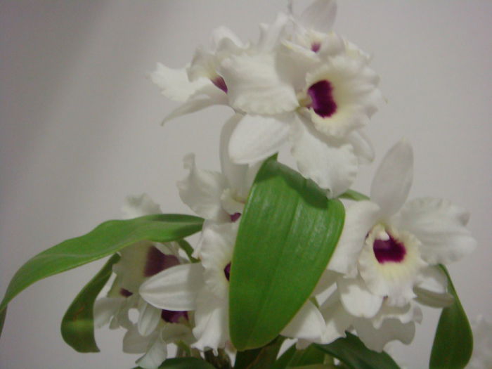 DSC07884 - Dendrobium To My Kids