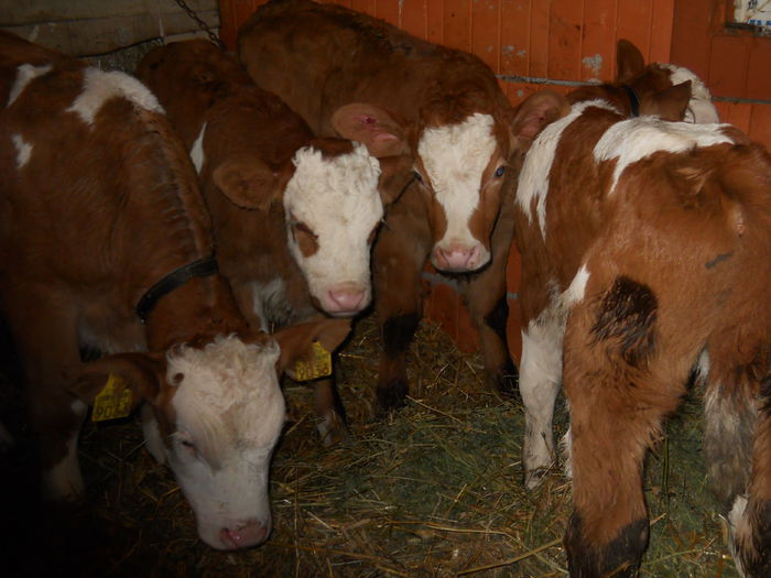 recent sosite in miniferma mea