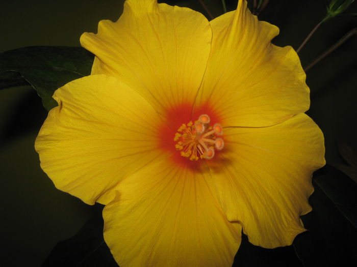 Picture My plants 2112