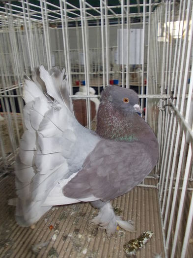 kiallitas kolozsvar 032