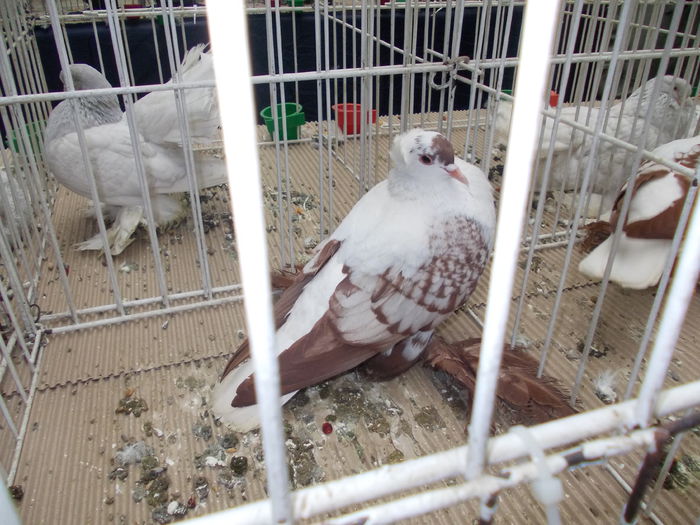 kiallitas kolozsvar 043