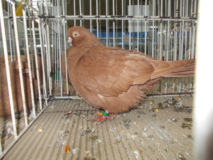 kiallitas kolozsvar 045