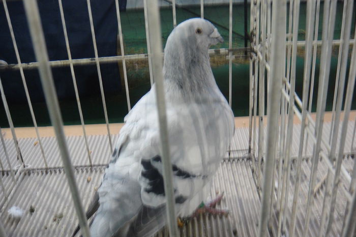 DSC01236