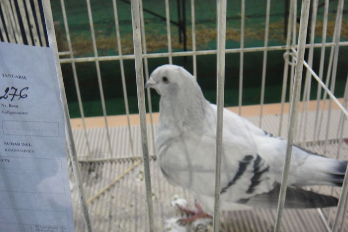 DSC01237