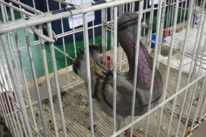 DSC01243