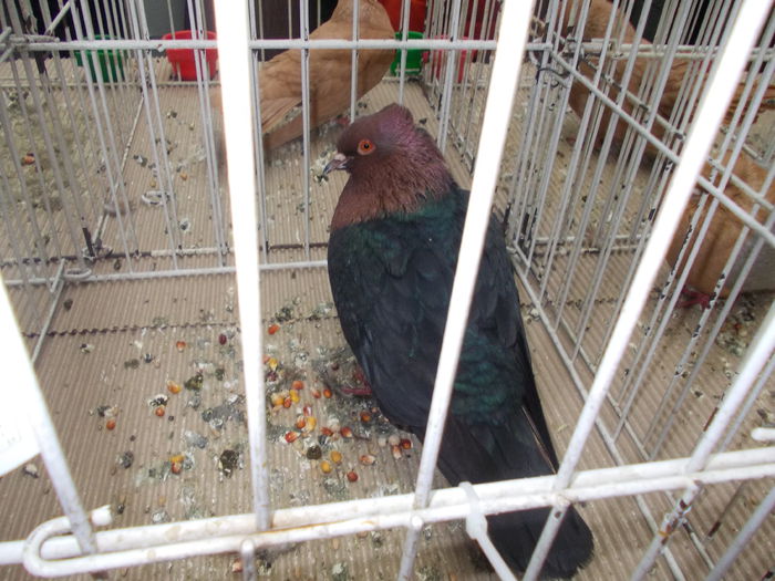 kiallitas kolozsvar 049